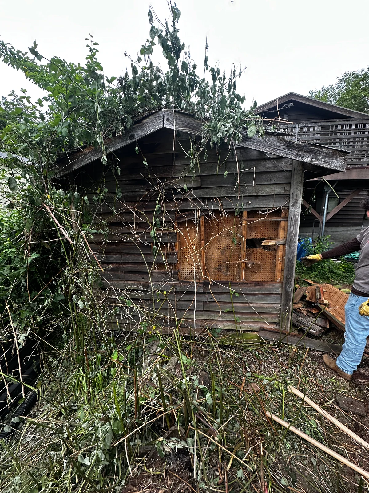Deteriorated wooden shed before teardown