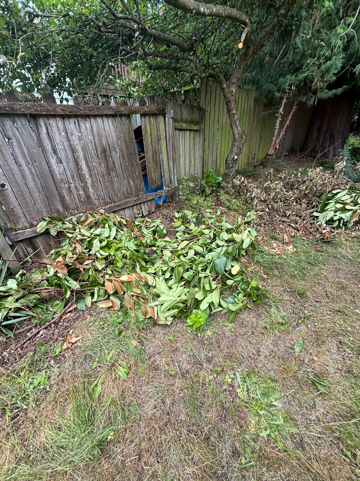 Cut branches and yard debris gathered beside a wooden fence