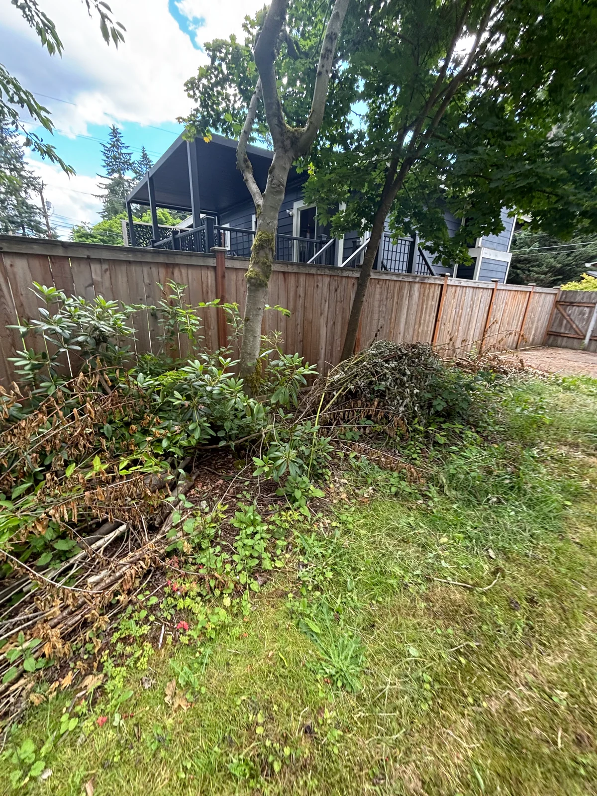 Branches and green yard debris gathered near trees and a wooden fence